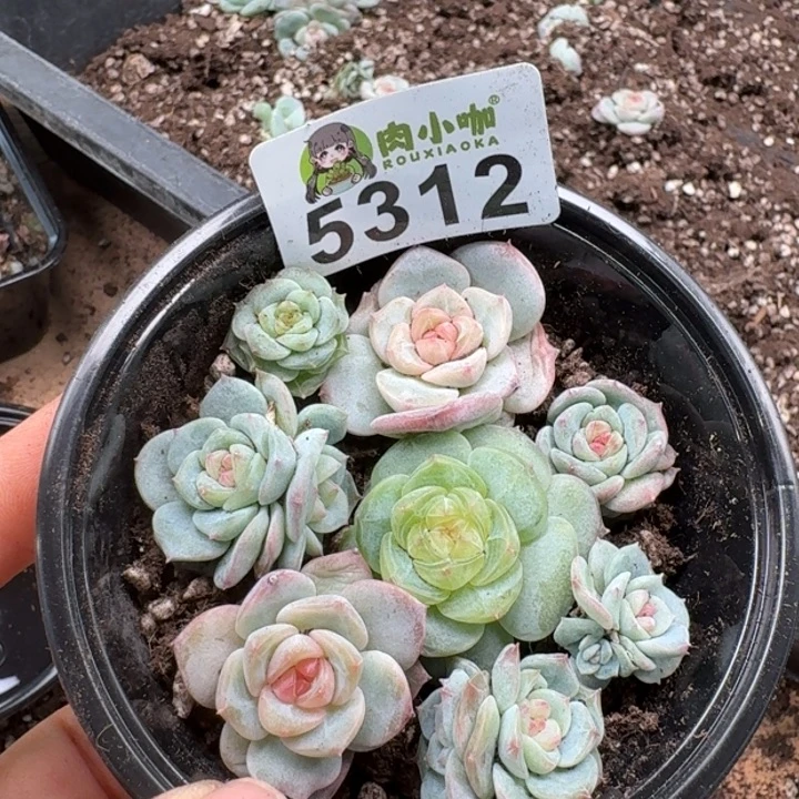 多肉植物多头植物