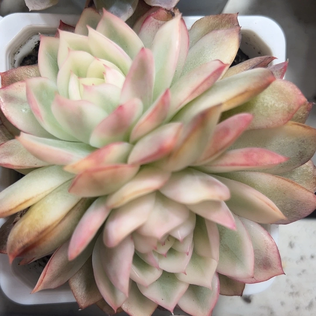 韩水晶锦双头多肉