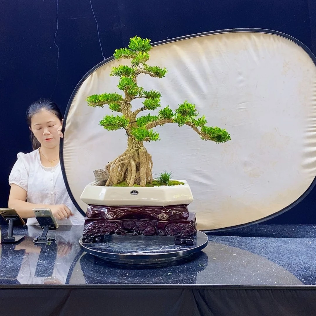 无花朵乡**食精品黄杨盆景