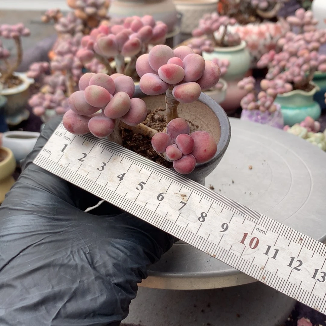 9号桃蛋带盆偏远地区不包邮的