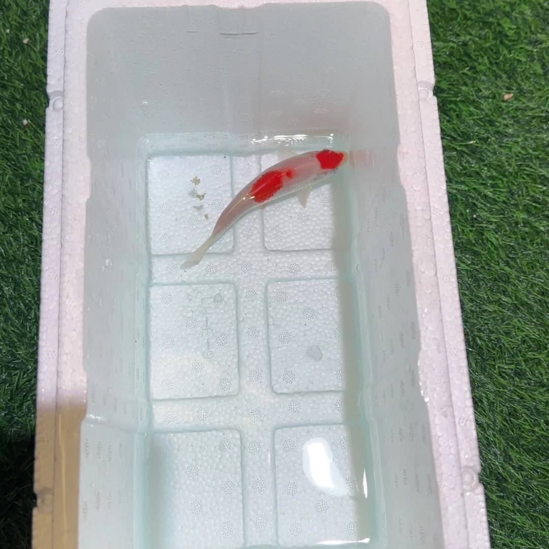 锦鲤锦鲤 观赏鱼锦鲤