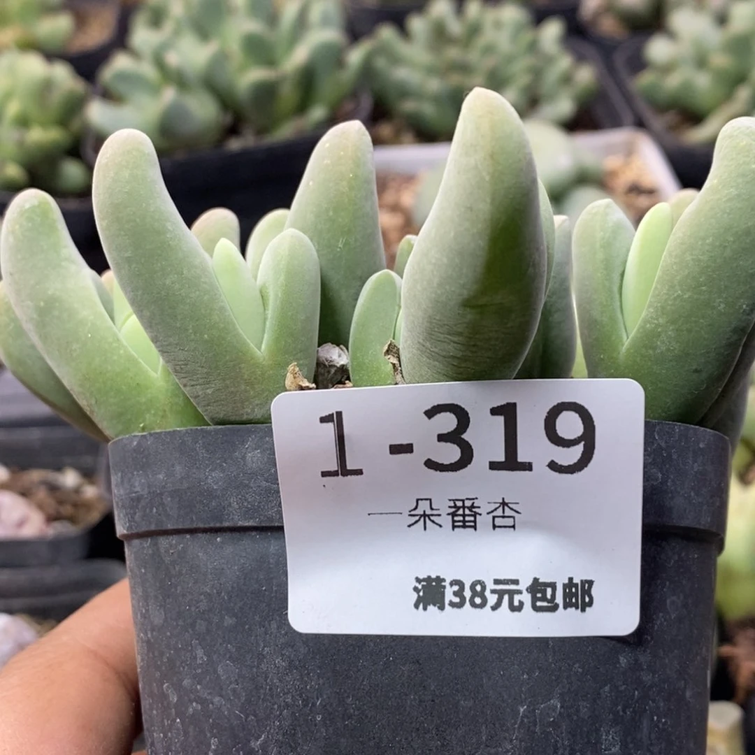 草*雪2566669699699988