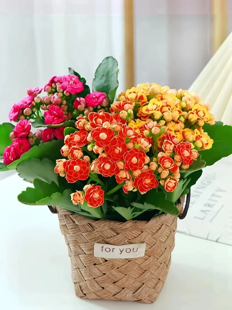 【带花苞发货】长寿花盆栽重瓣大花好养室内四季开花室内外阳台花卉