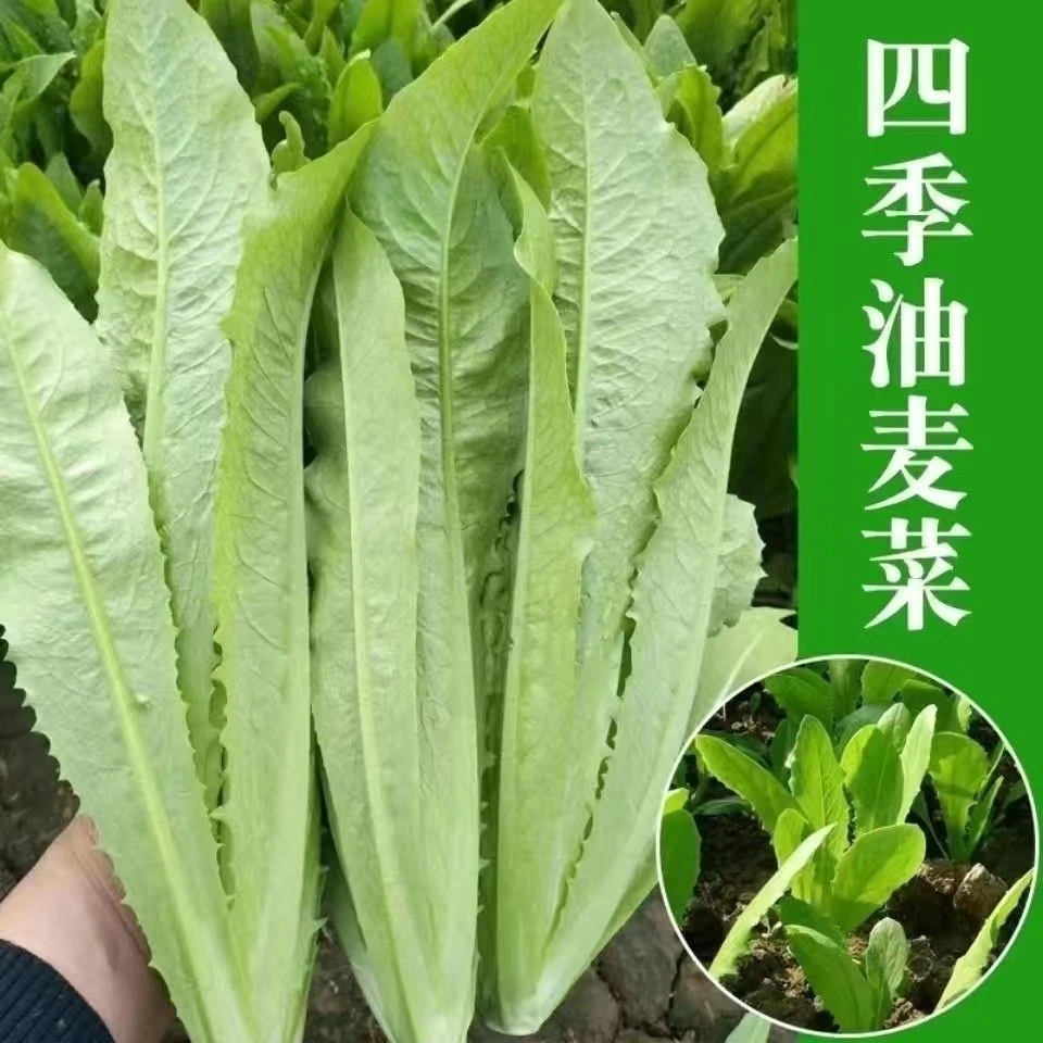麦香味秧苗四季香油麦菜苗庭院农家菜园盆栽冬春蔬菜秧苗水培