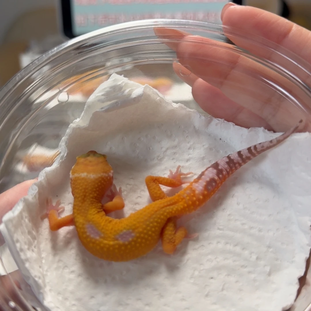 豹纹守宫暴龙母温