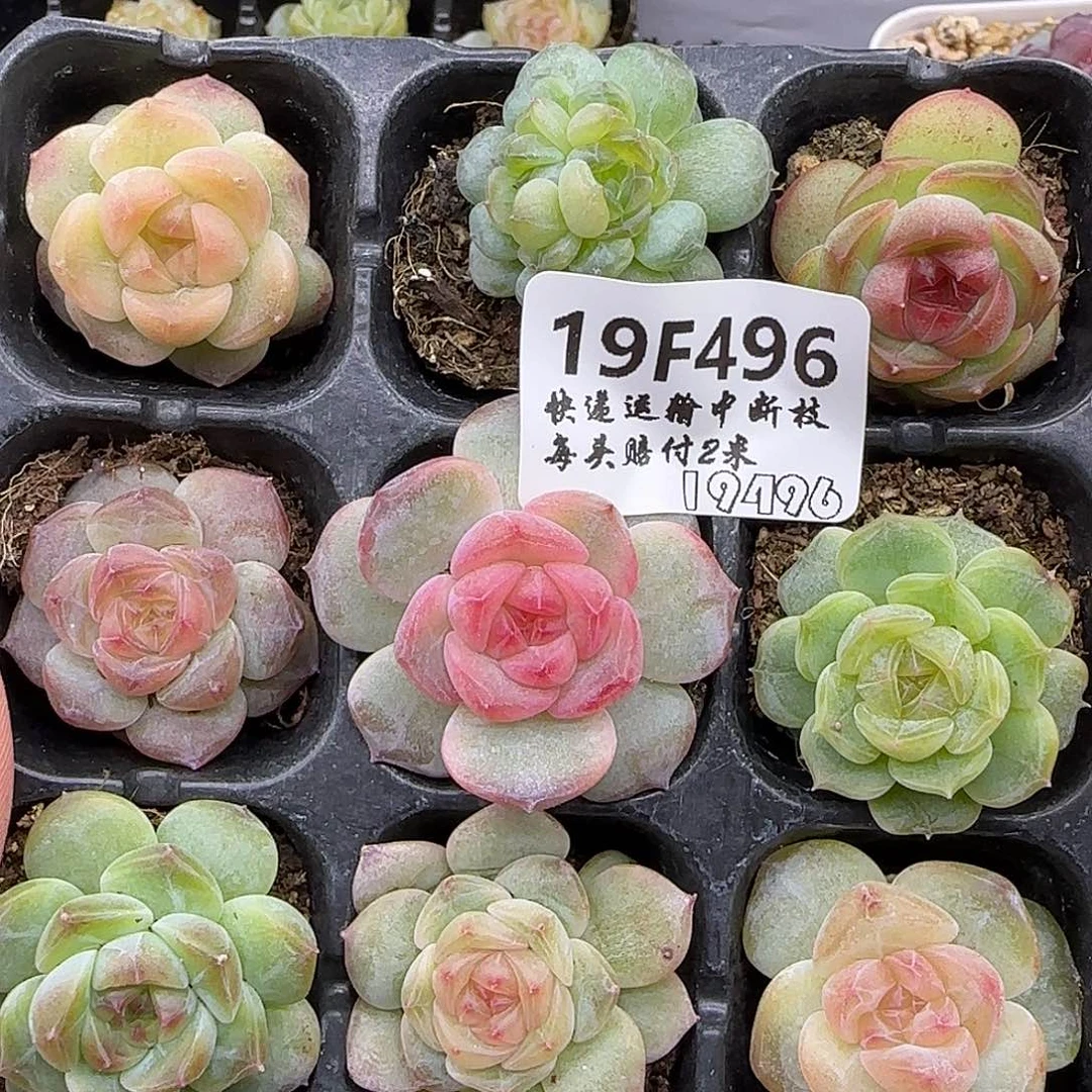 496九棵混搭【满29包邮非偏远】