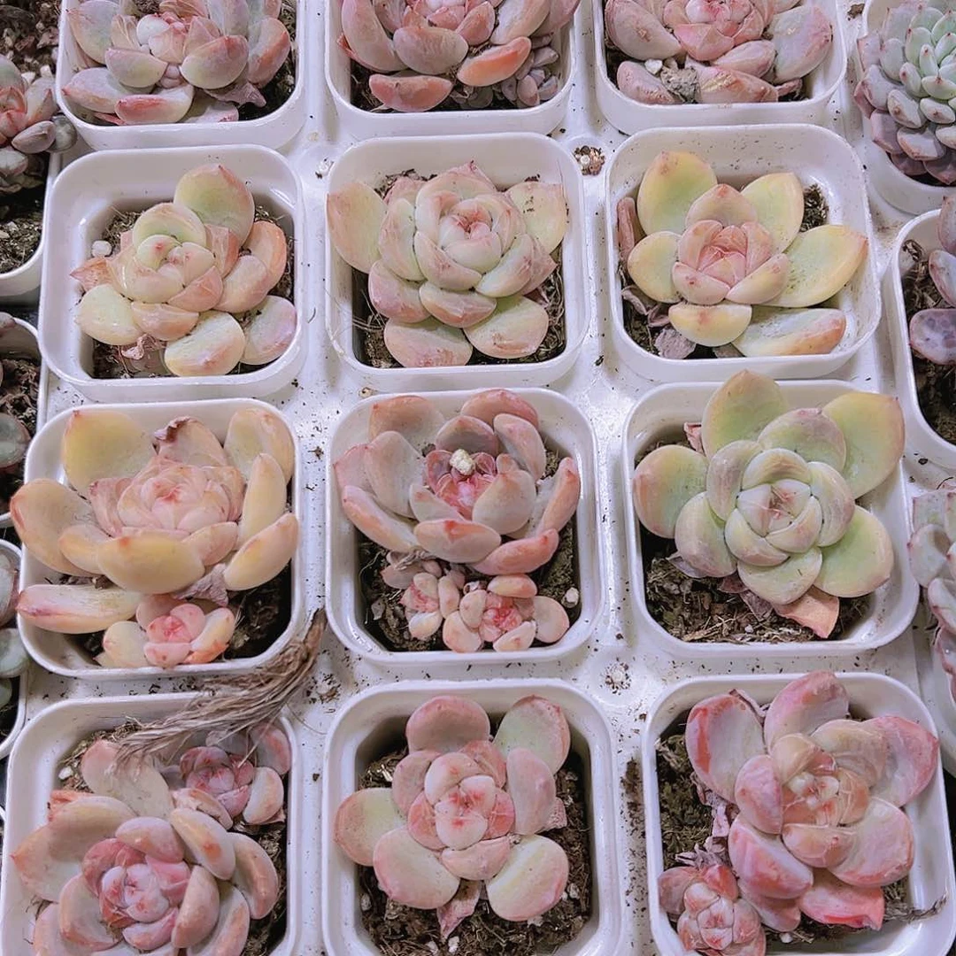 单头刚毅19包邮多肉样品