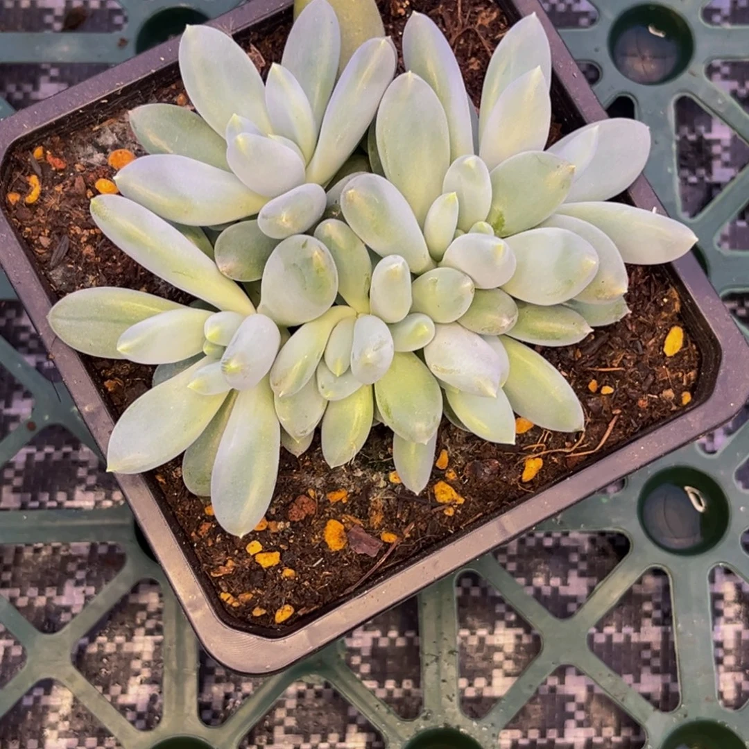鲤***)0033号早上多肉植物群生多肉