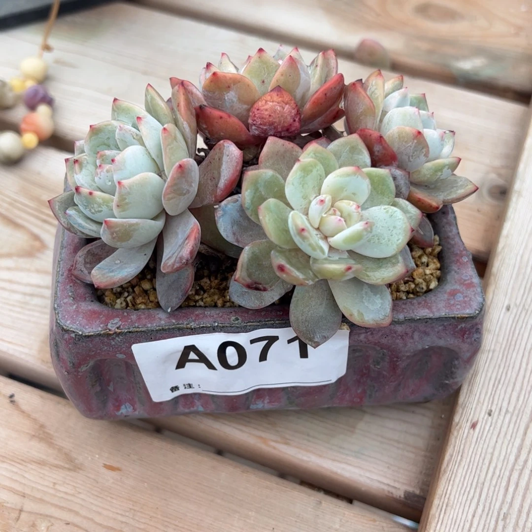 071老桩心影 四头 无砍无摘