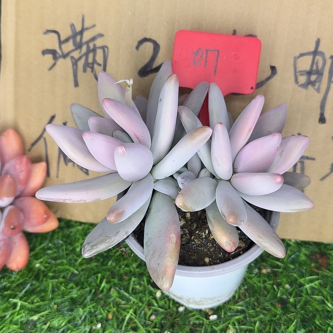 云南多肉小栈017企鹅