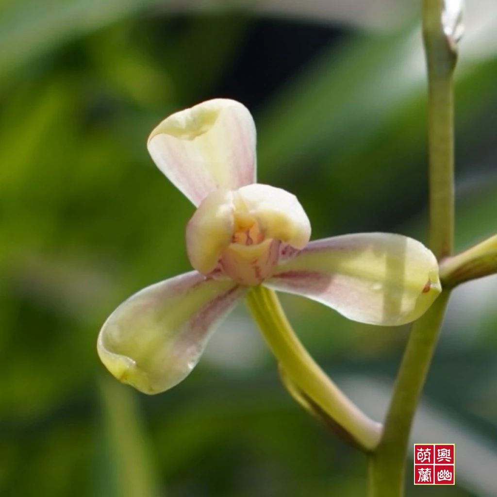 名贵高档精品浓香型【红一品】室内好养四季开花绿植客厅观赏基地