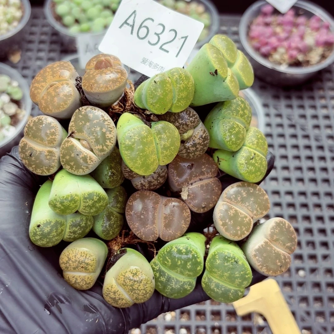 ****6321—生石花 生石花