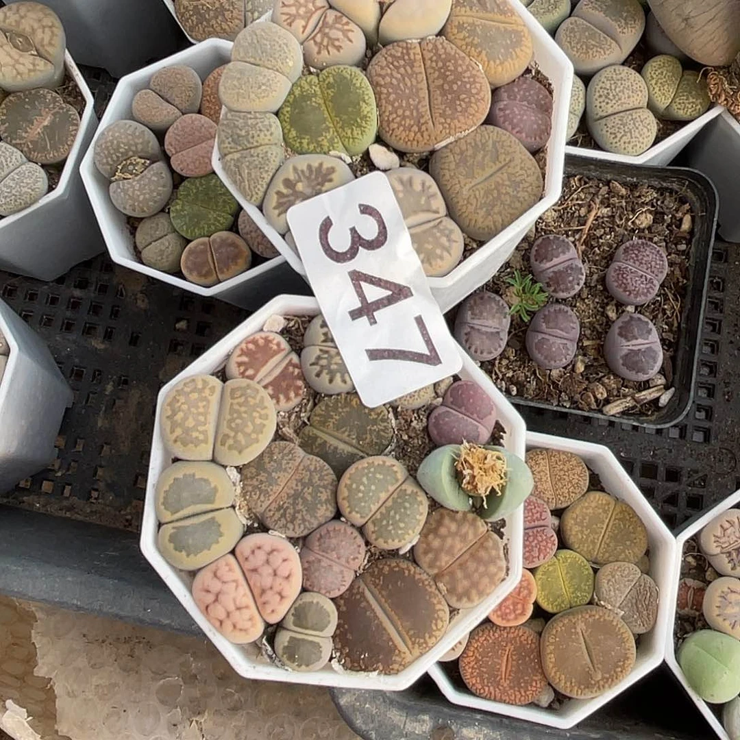 乐*生石花2盒34700