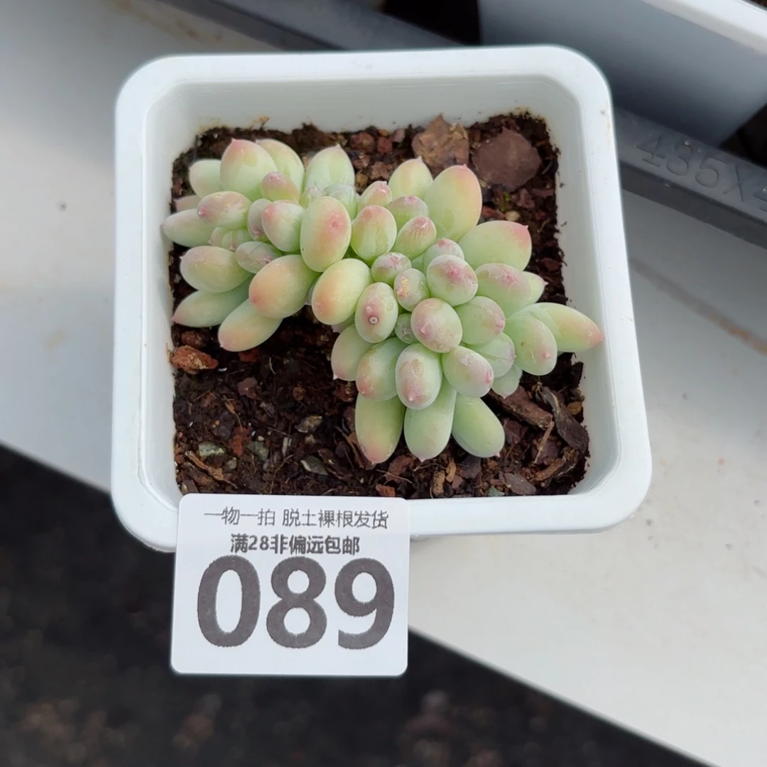 三日月美人缀化无盆土发货