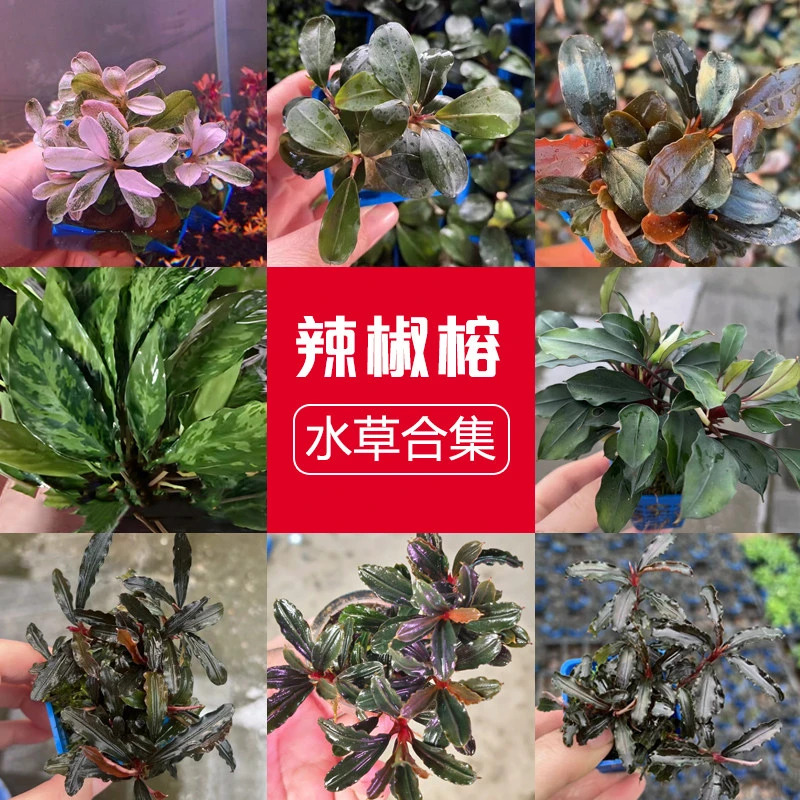 L辣椒榕水草野株布朗尼蓝精灵野株草缸沉木造景野幽灵柯达岗泄湖