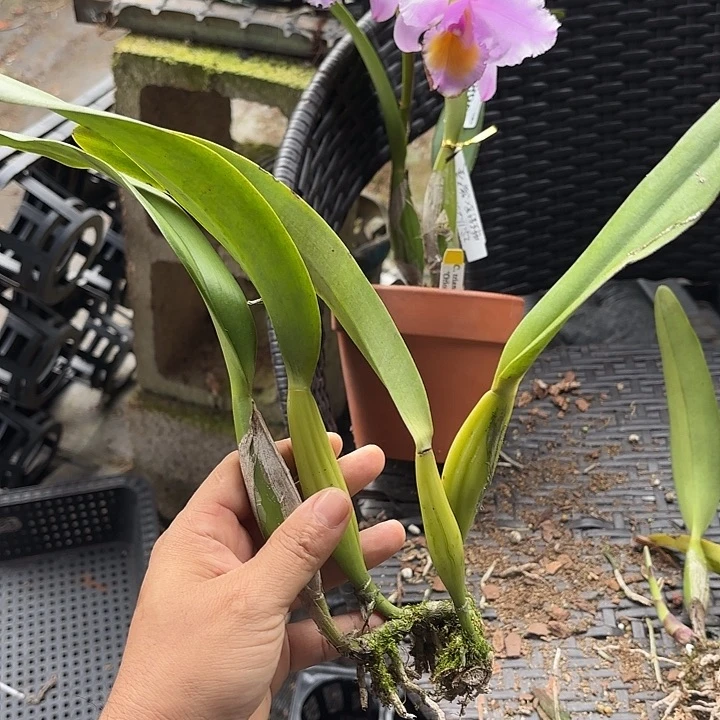 完全开放特里猎户座