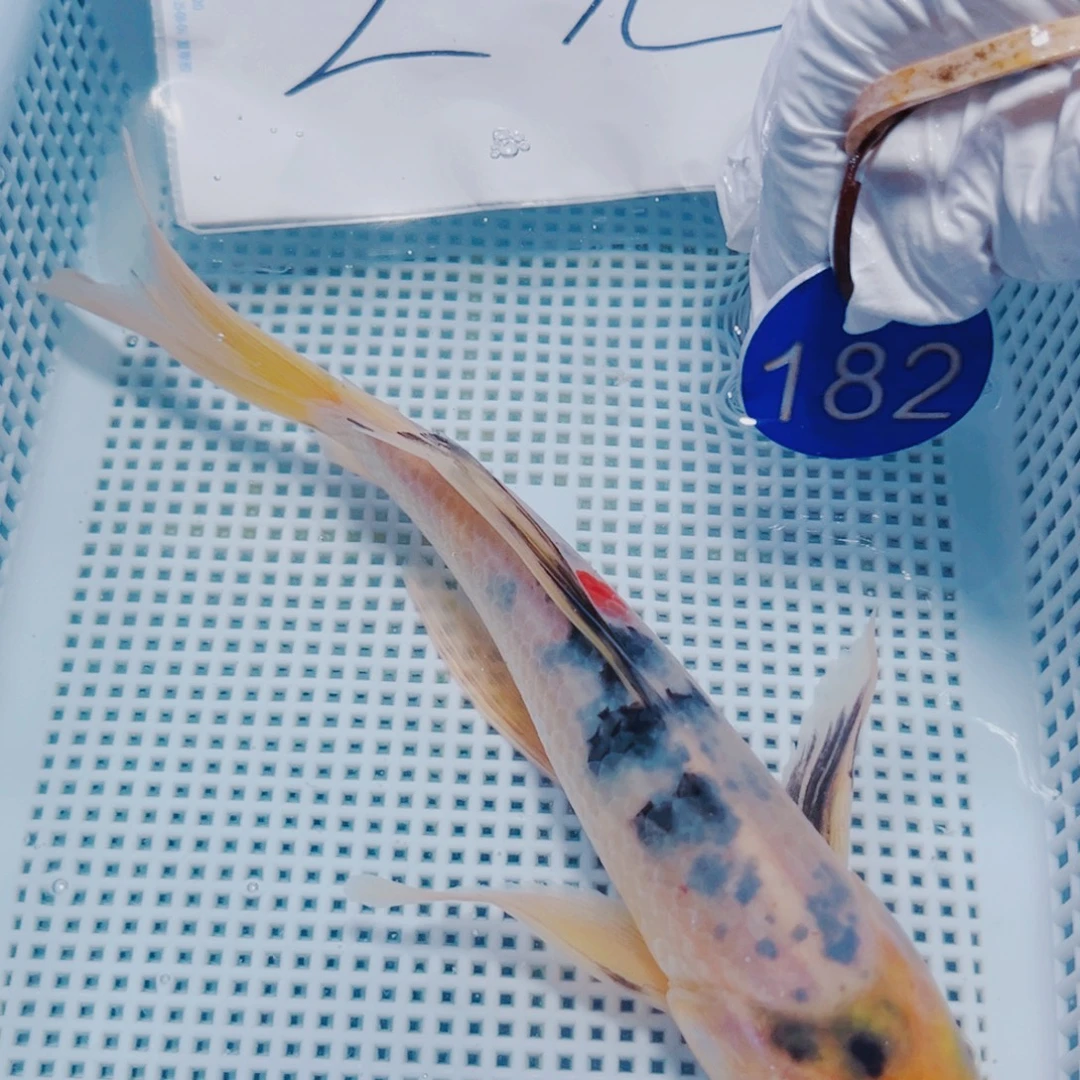 锦鲤锦鲤冷水观赏182