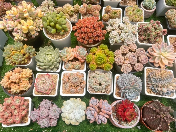 直播链接一物一拍多肉带盆带土（两单包邮）