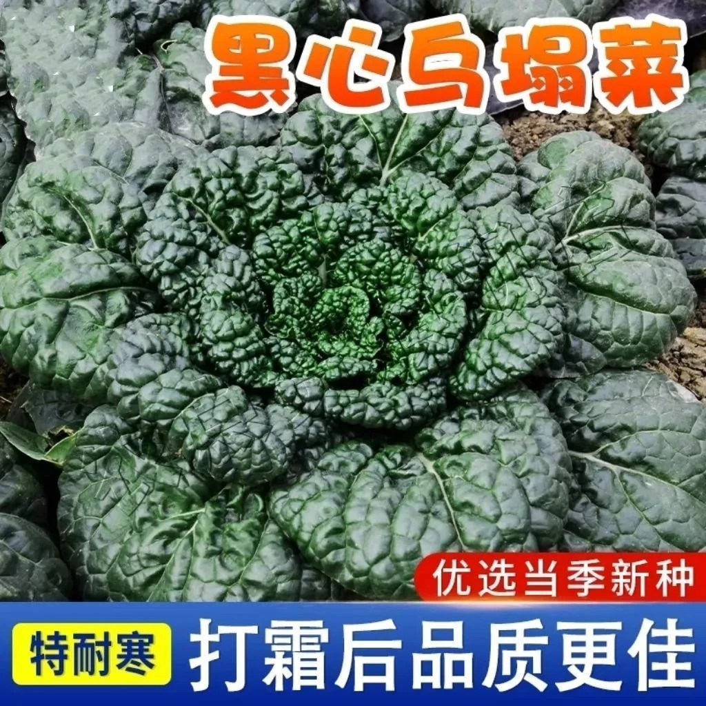 黑叶乌菜种子乌塌菜秋冬黑菜大叶乌塌菜耐寒庭院菜园盆栽阳台