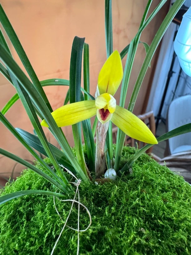 兰花链接，一物一拍100(非请勿拍兔耳兰名贵兰花无机植物）花盆客厅