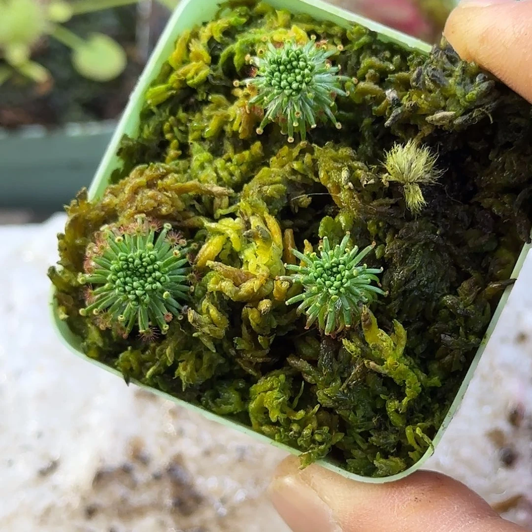 完全开放满冬芽卡利斯托迷你茅