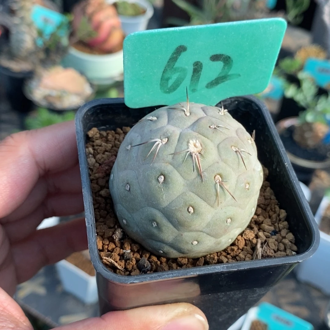 习智也多肉植物一个