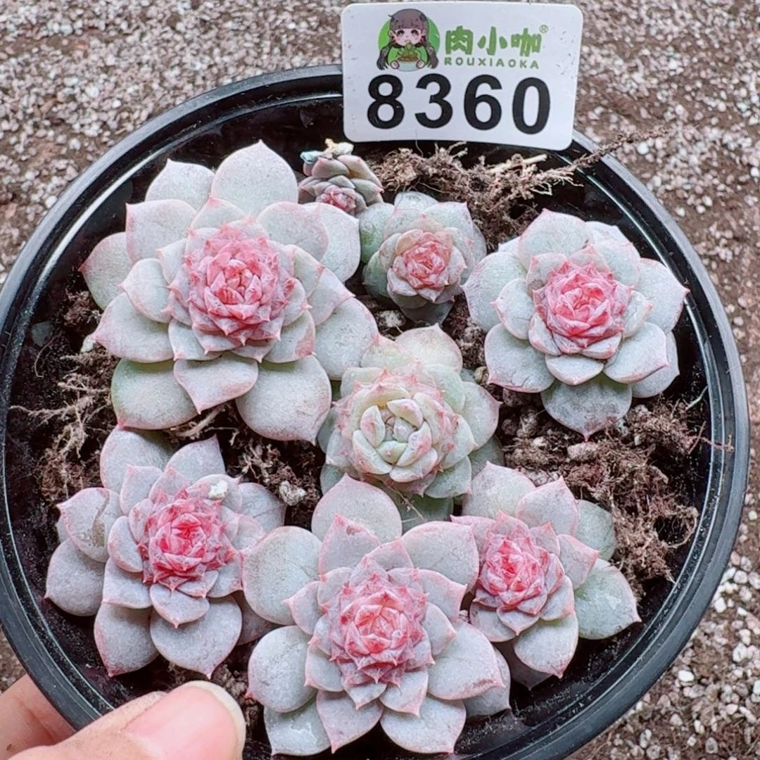 多肉植物多肉植物