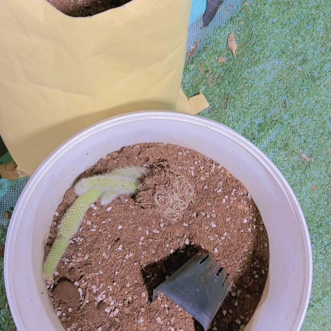 【闪购商品】九尾狐法师育苗多肉