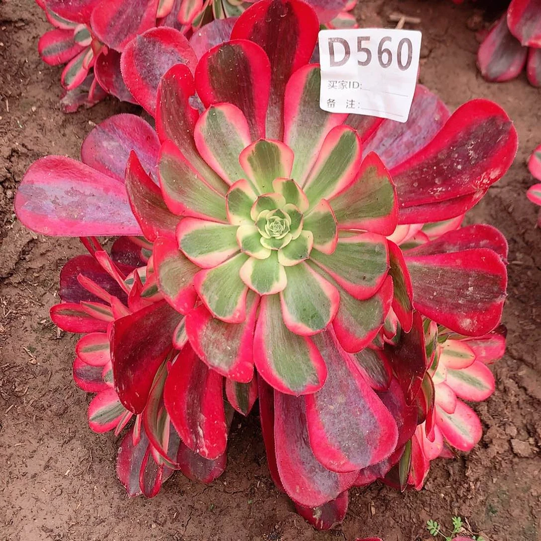 美杜莎法师带花脸560