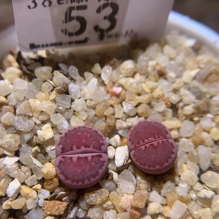 Sss精品生石花多肉53