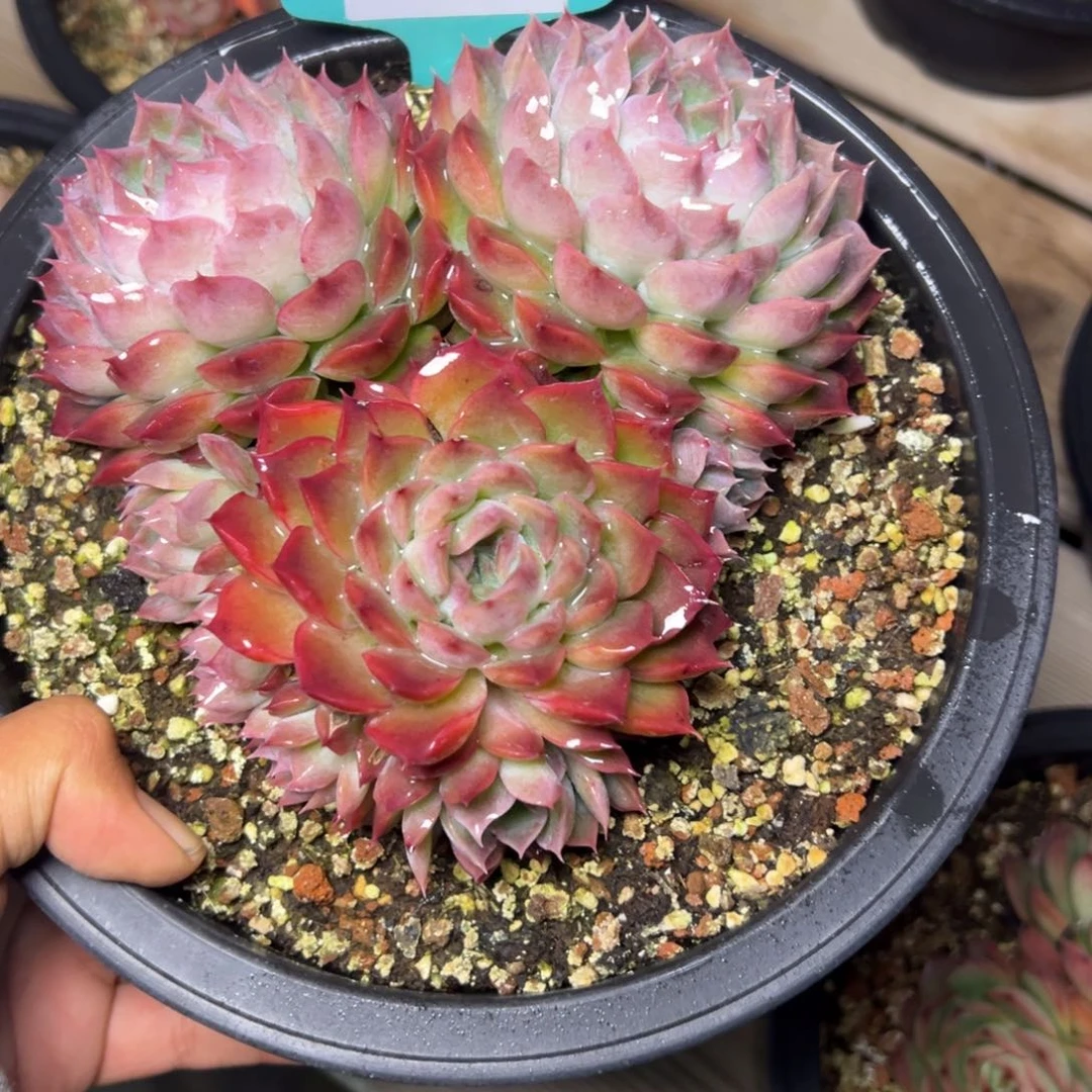 ?****?1811多肉啊的多的的多的的