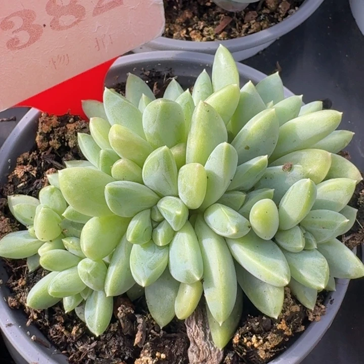 奶豆382多肉植物