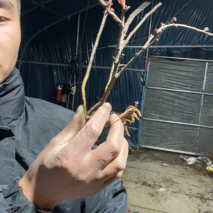 赤八重海棠花一颗苗