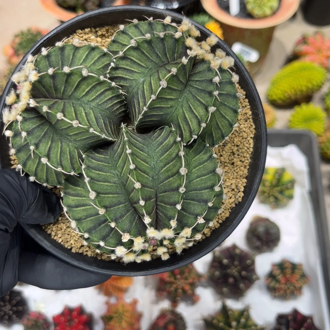 杀***婆实生根三头肋骨全品