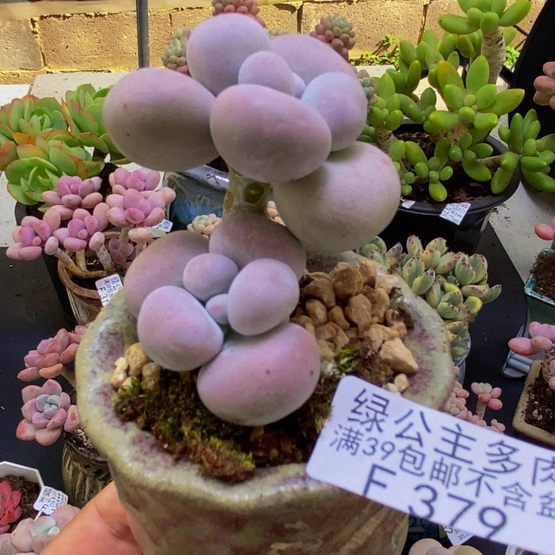 379芭比奶酪4cm多肉