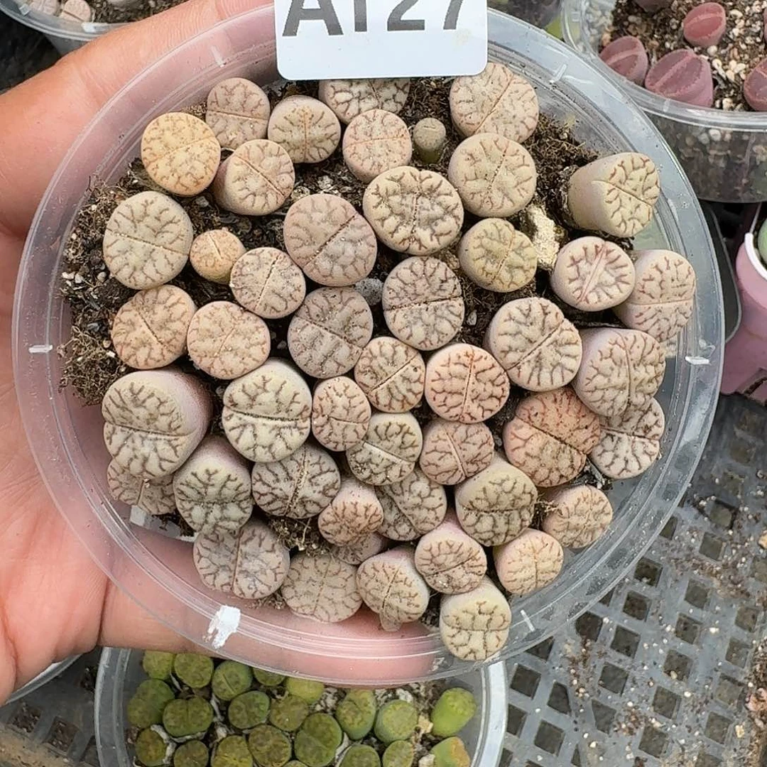 127多肉植物多肉植物