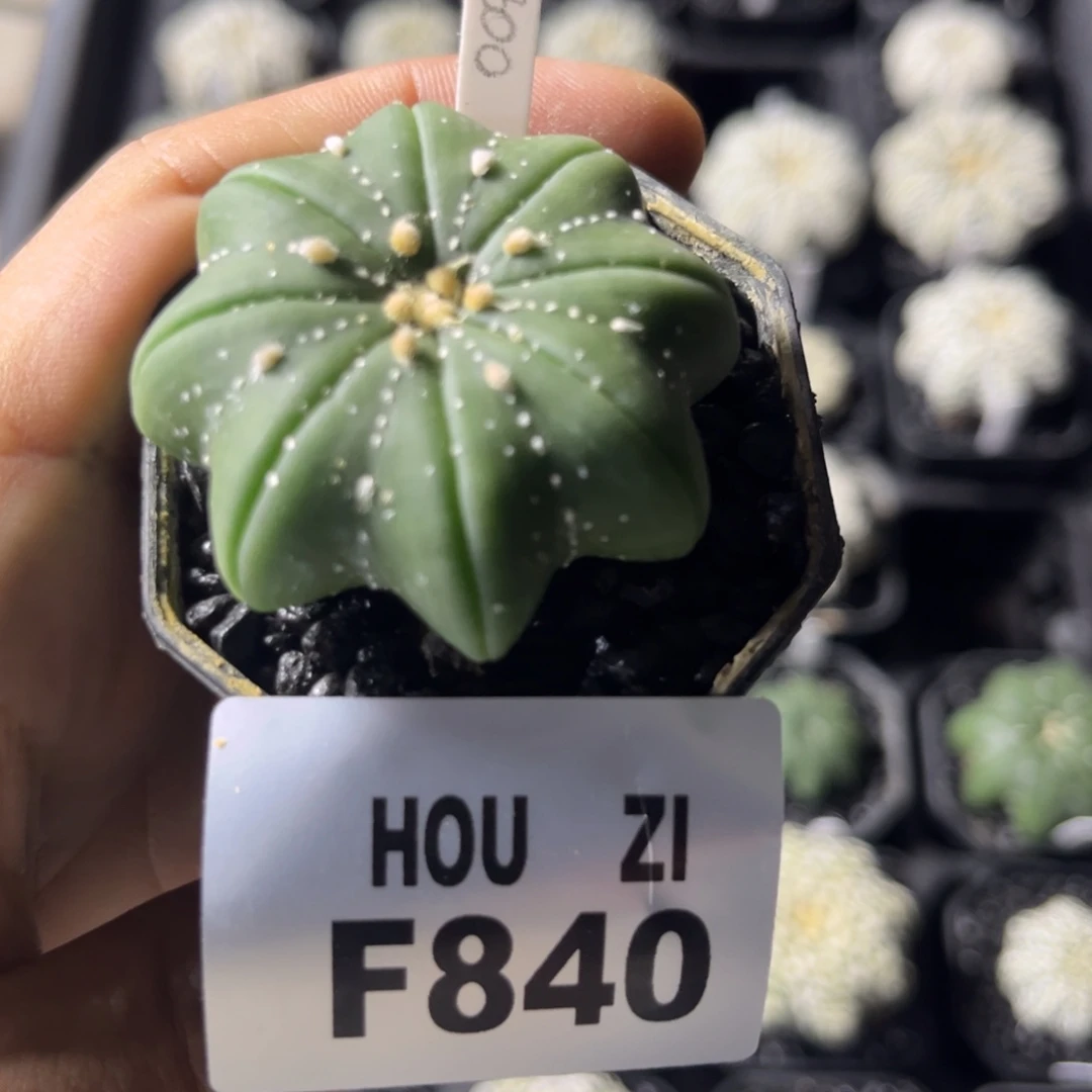 三***笔F840 多肉植物仙人球
