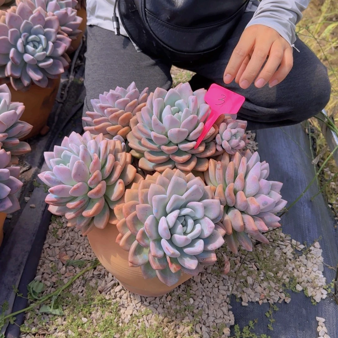 3奥普多肉植物物流