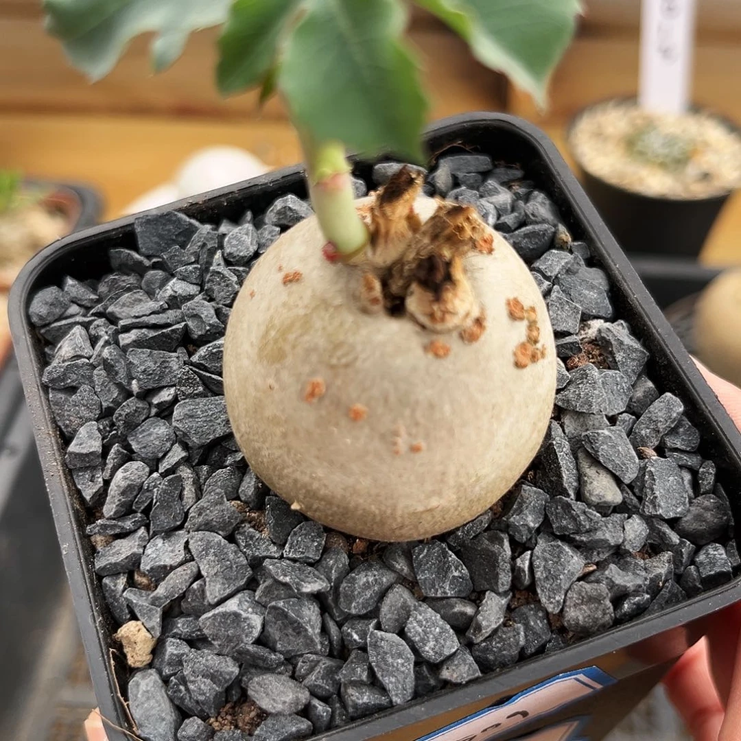 潮流植物正圆锦珊瑚，