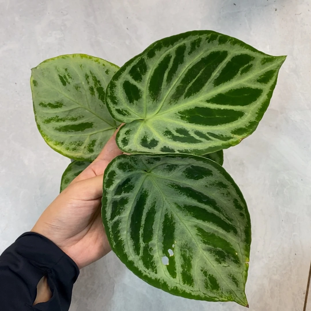 不开花植物银月饼