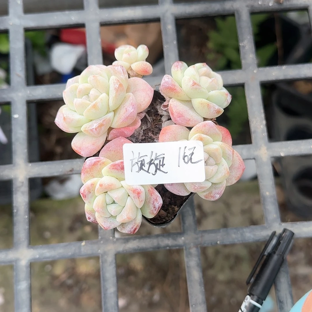 璇璇冰玉4头16元年后初八发货