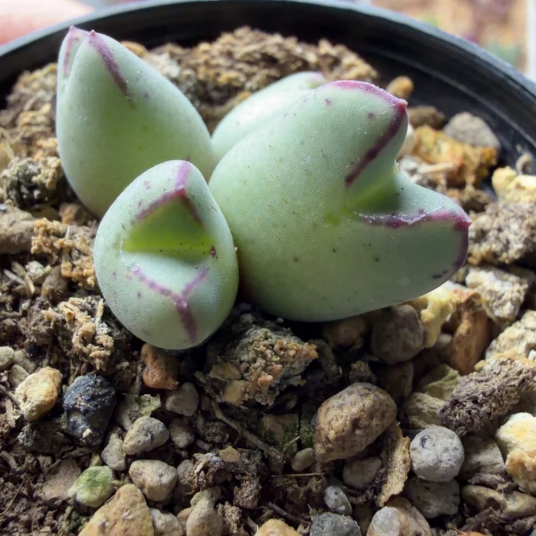 正版985猪蹄一颗814号