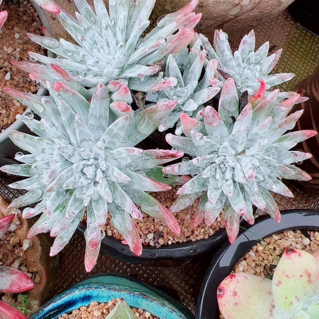 2128海瑟漠然一仙女杯