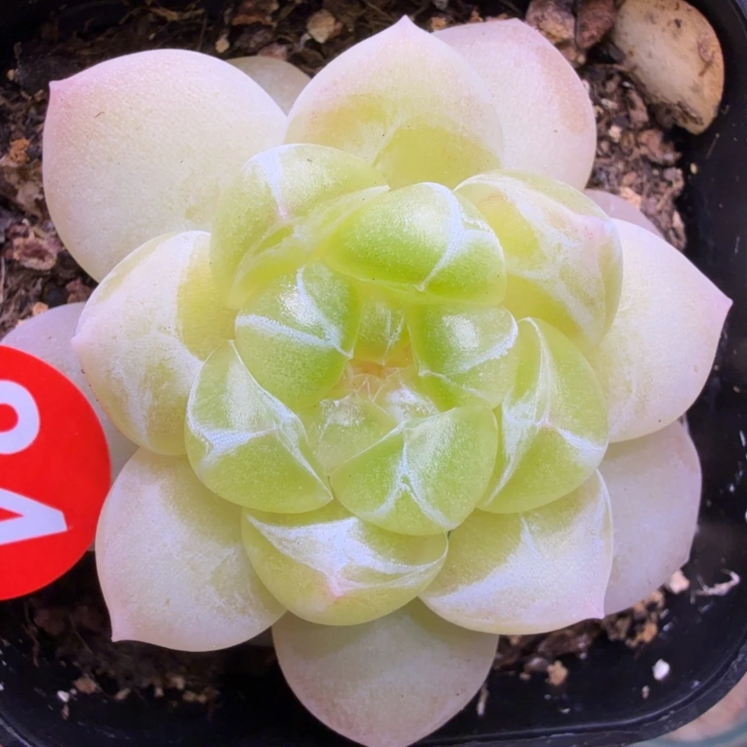 84号财富密码9自己的个体一物一拍