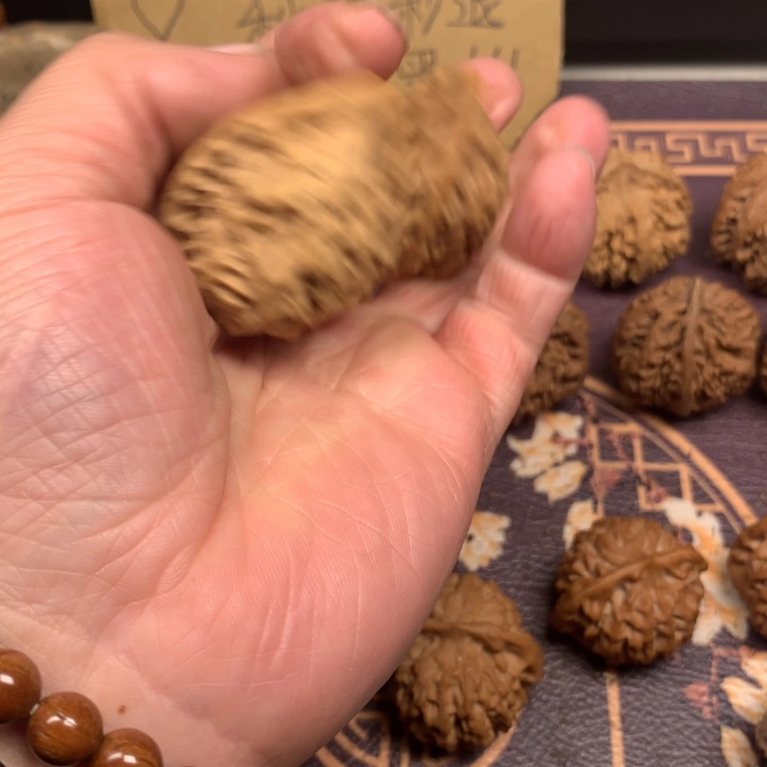 米*秦岭森林中发现过