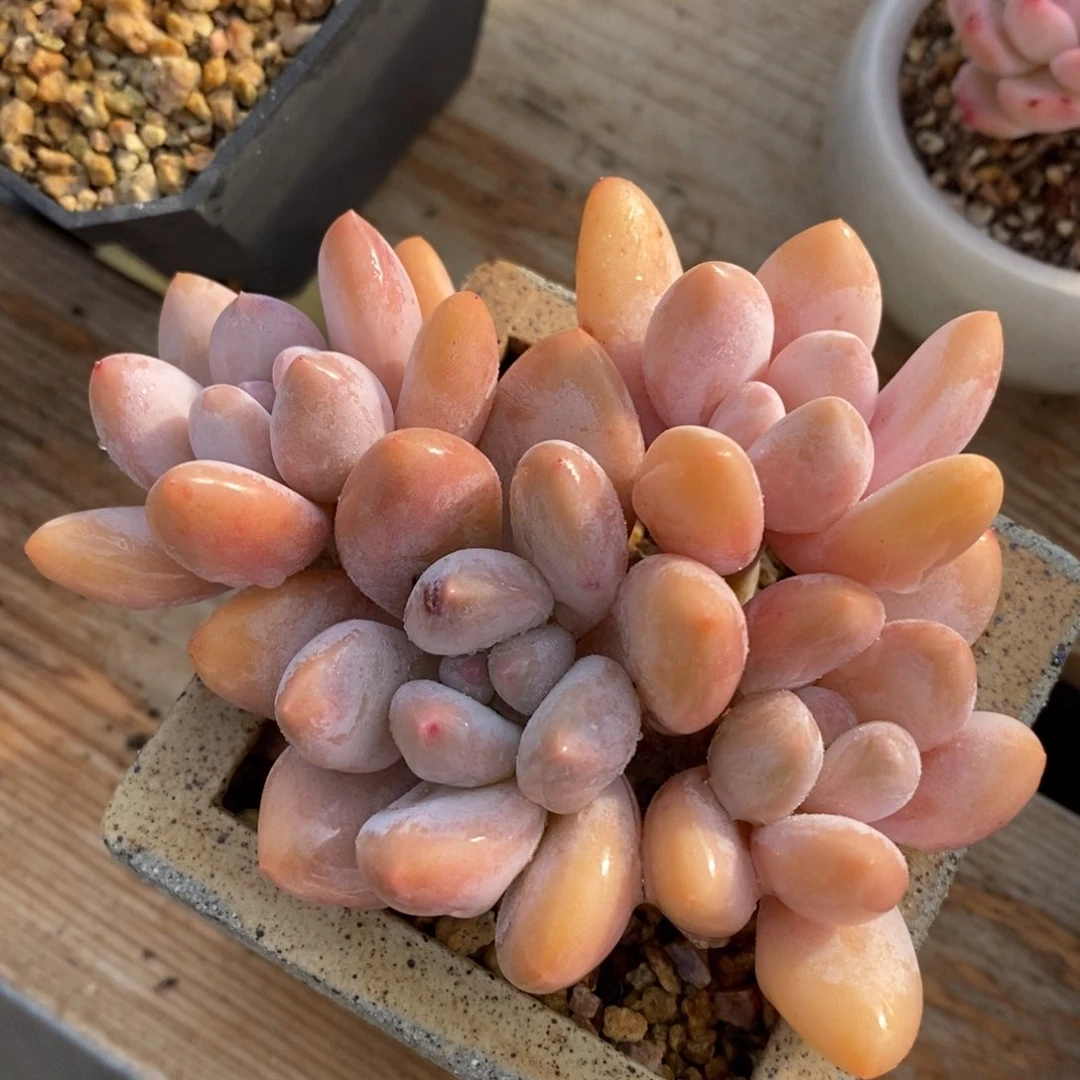 自助下单一物一拍多肉，下滑链接品种更多选择