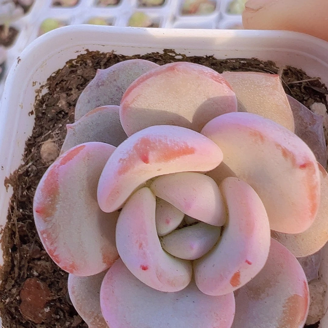 10颗韩版奶茶19包邮多肉