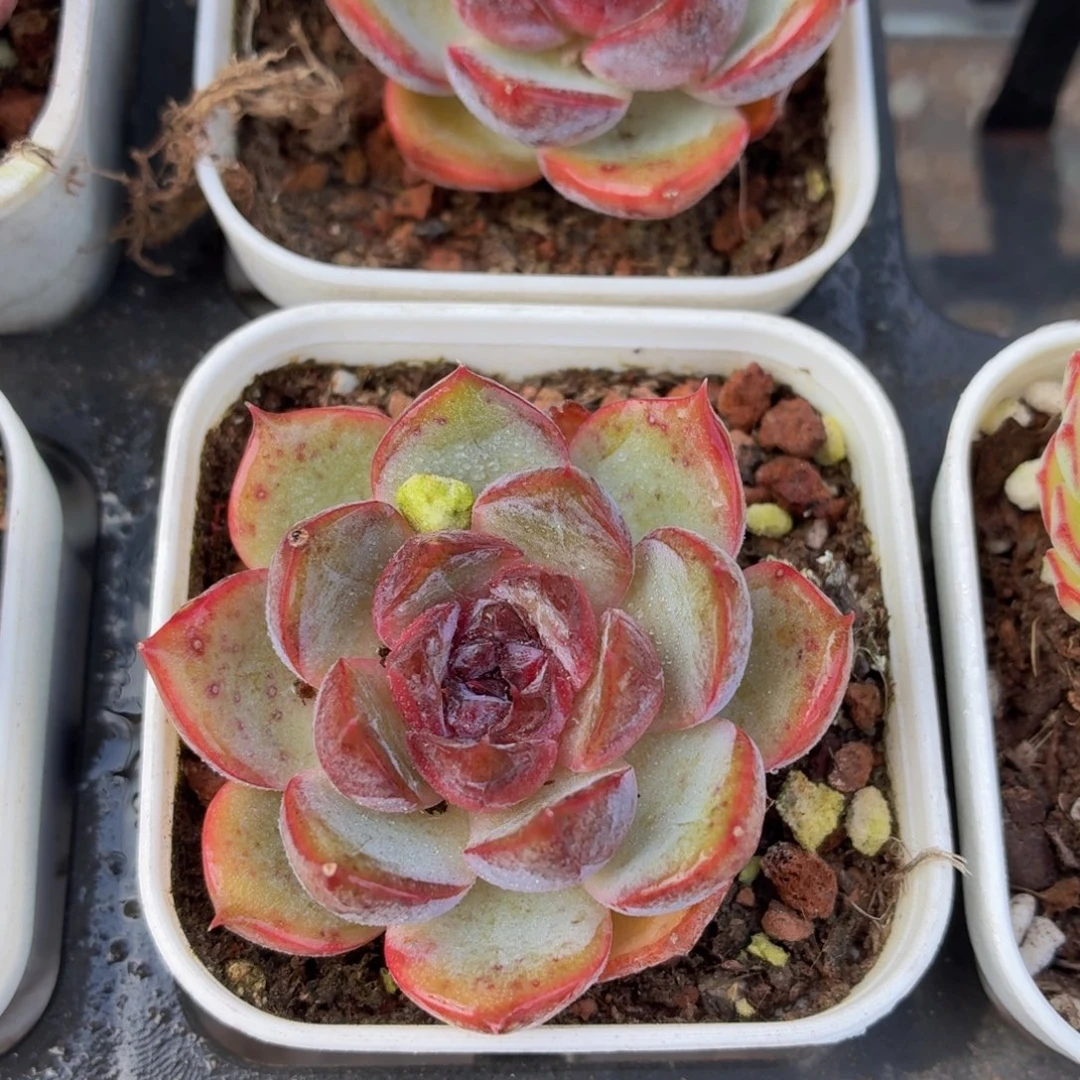 黑橙梦露多肉9.9包邮发货