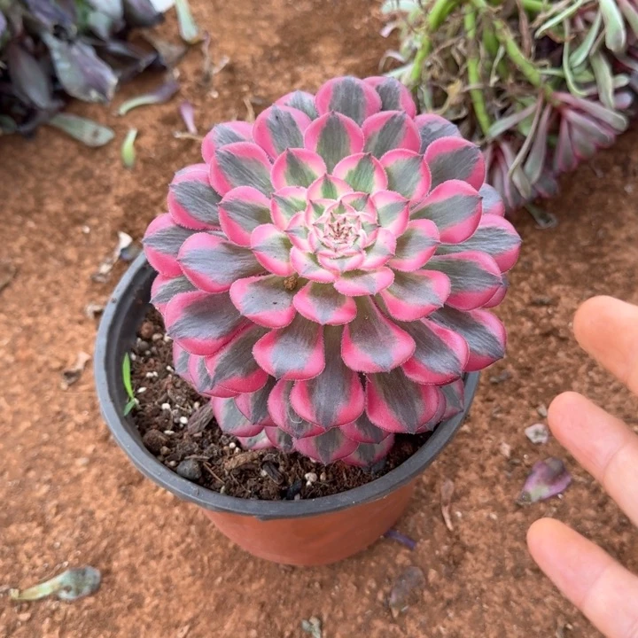 粉体红铜壶啊啊啊啊