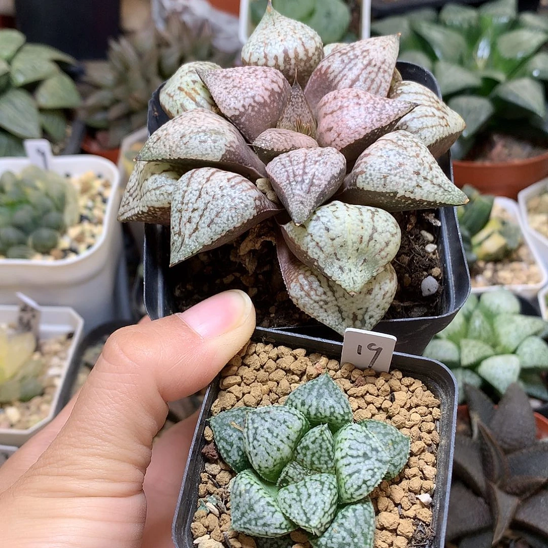 荣***）白银带盆土发货tuyzx